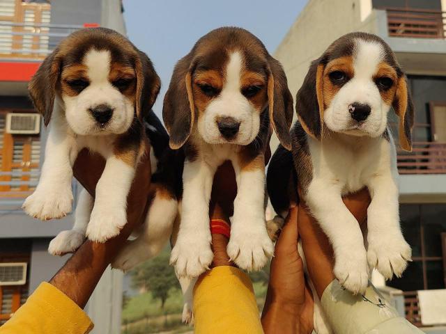 beagle puppies from Noida,utterpradesh. Breeder: admehrot
